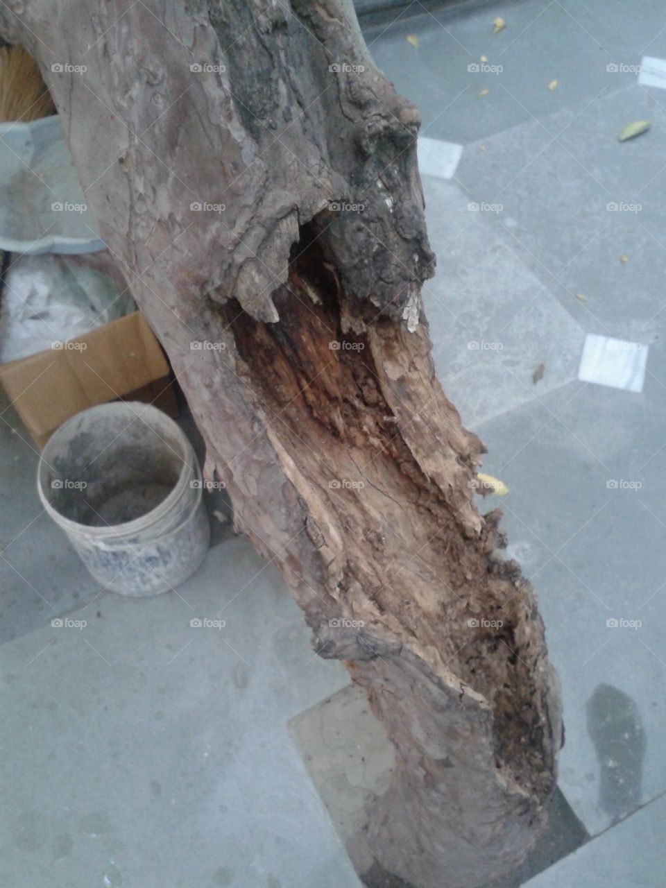 Termite eaten tree