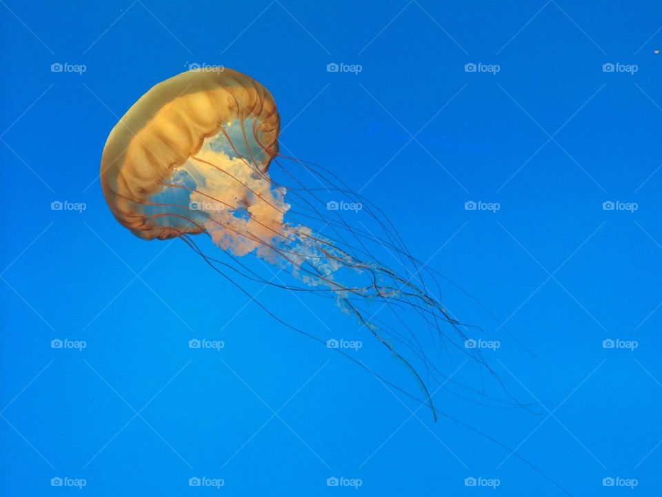 Jellyfish 