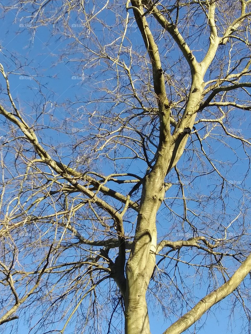 tree in afternoon sunlight