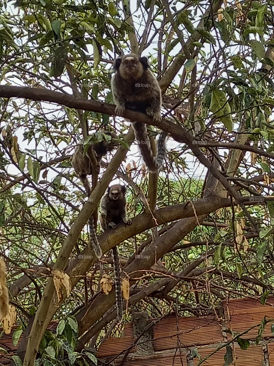 Os macaquinhos procurando comidas.