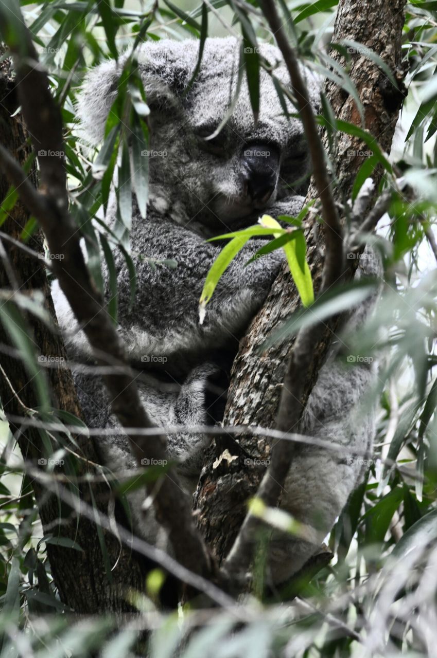 koala bear. family day at an animal sanctuary