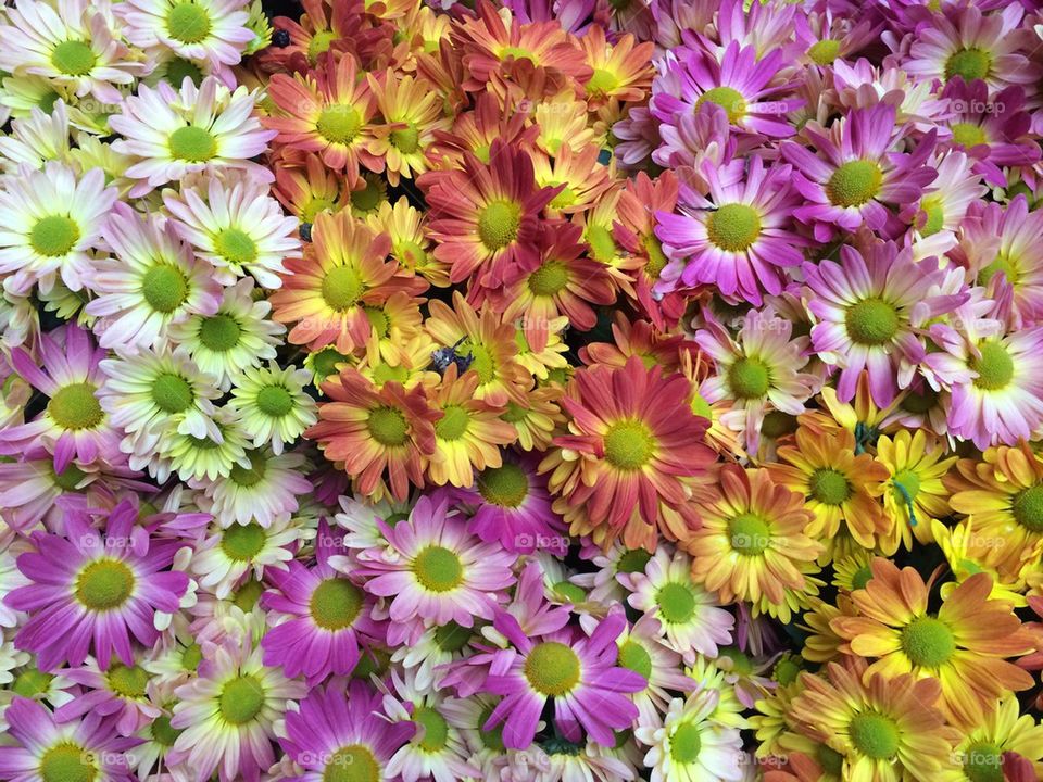 Colorful Flower Arrangement 