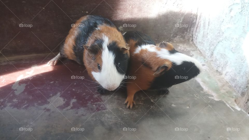 The guinea pig or domestic guinea or domestic cavy is a species of rodent belonging to the family Caviidae and the genus Cavia.
I found in Nepal.