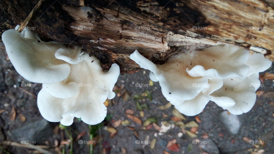 white mushroom