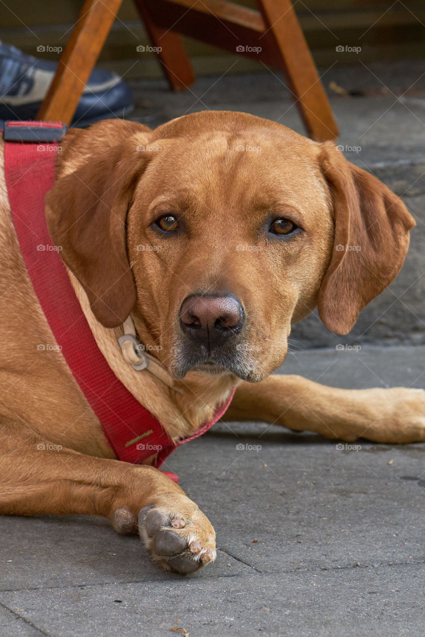 Labrador retriever with his owner in a street Cafe