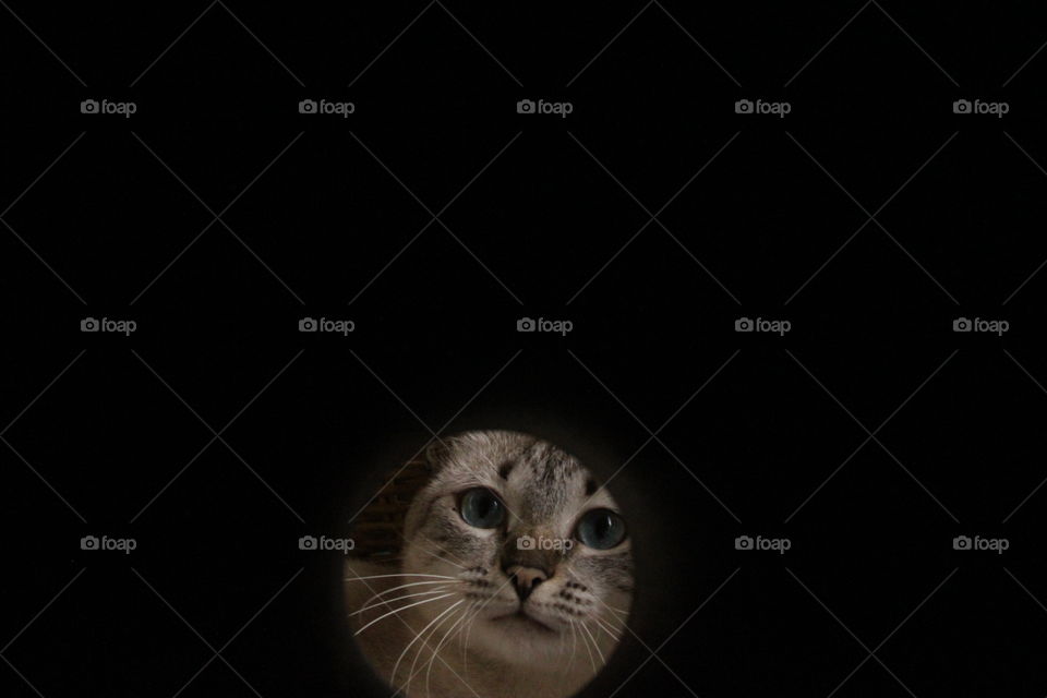 Kitty cat through the peephole 