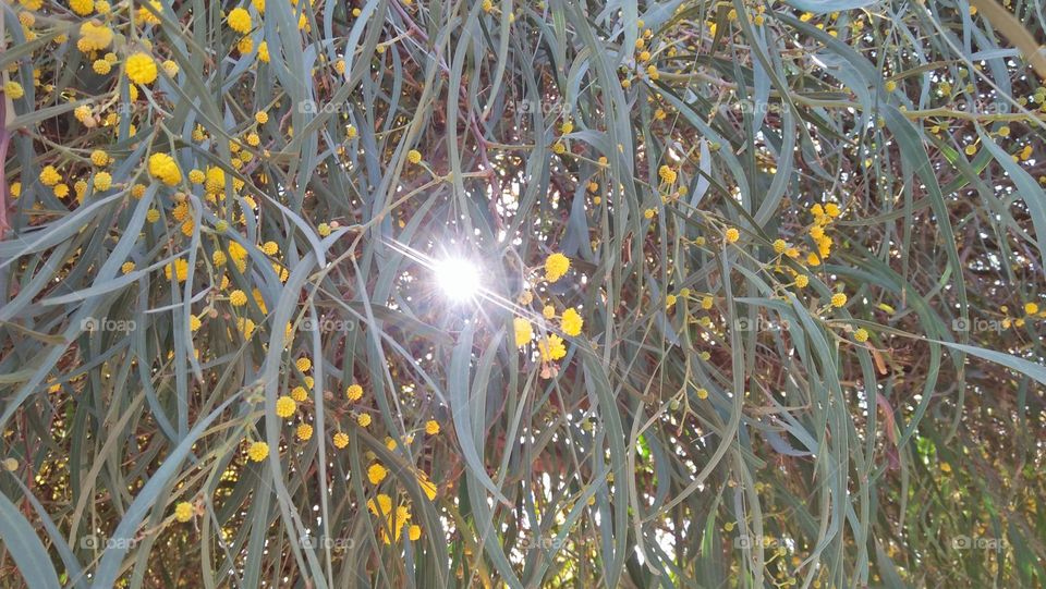 light idle sun coming trough yellow flowers