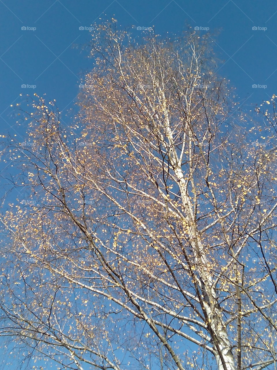 Tree, Branch, Winter, No Person, Snow