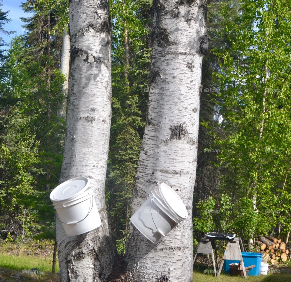 Tapping Twin Birch Trees