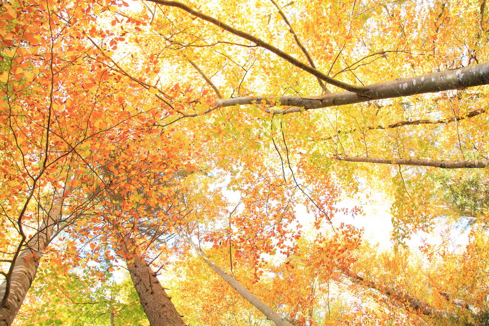 beautiful nature in autumn season