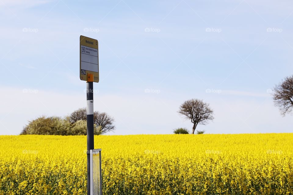 Busstop out by the yellow Rapeseed field