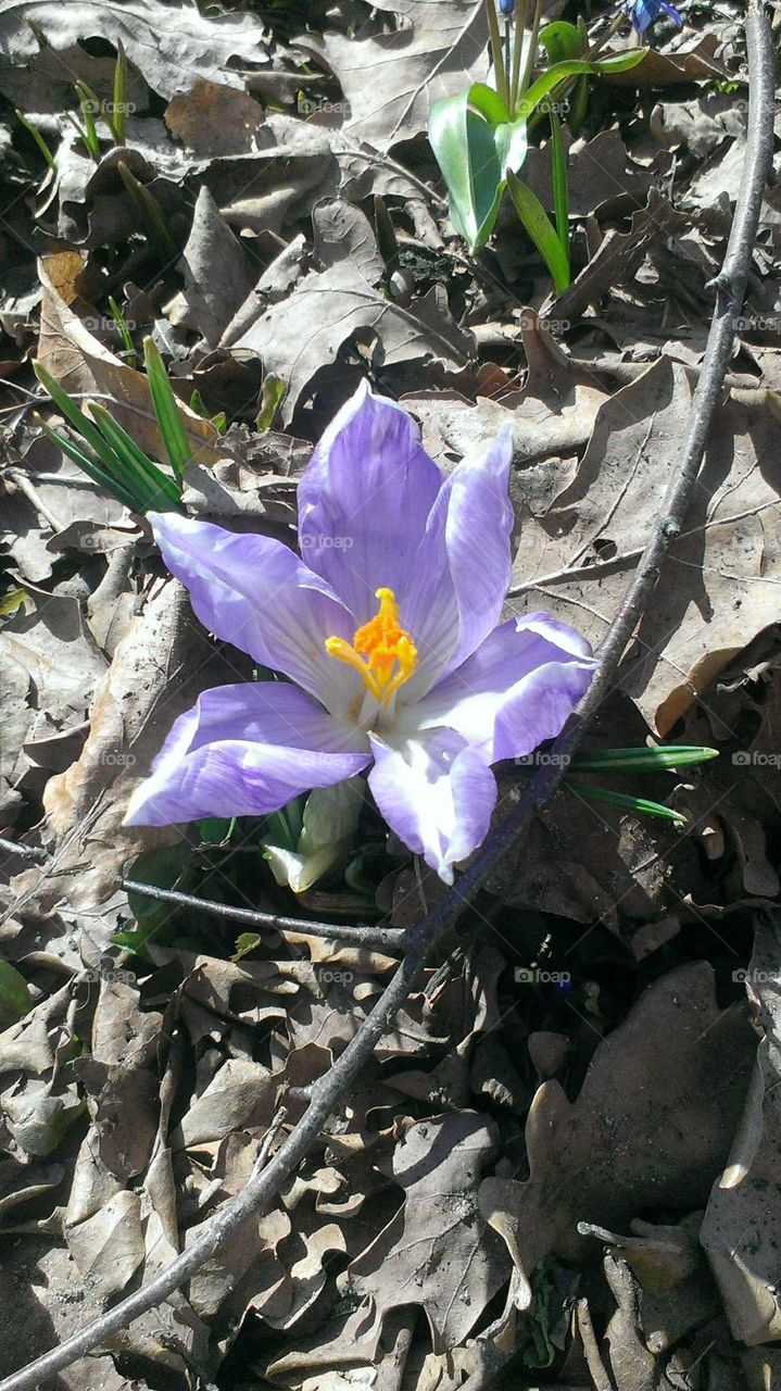 Violet crocus flower