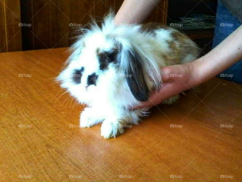 Holding in hands my precious bunny