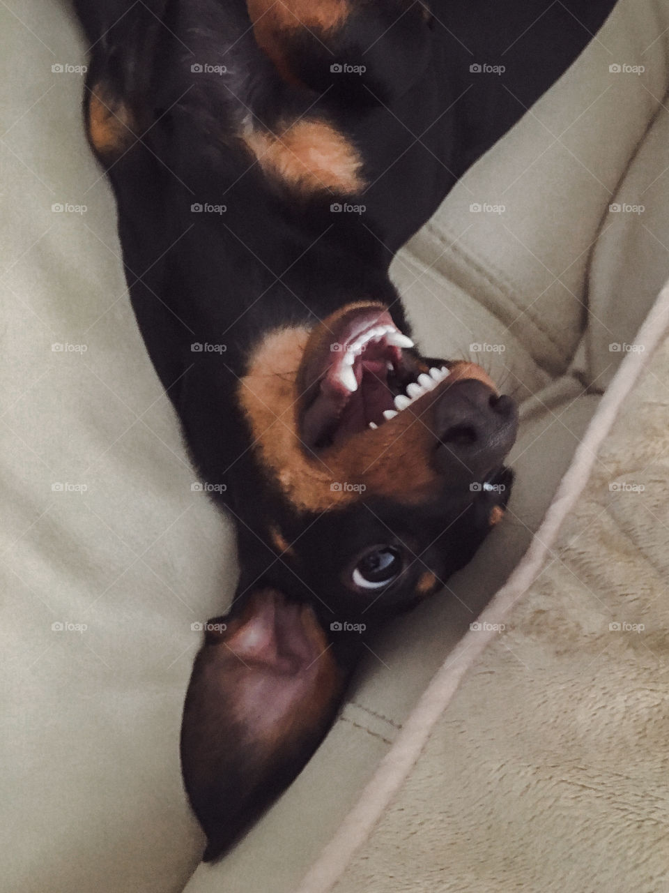 Close-up of dog upside down