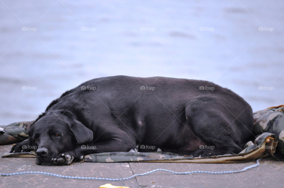 black dog rest canine by refocusphoto