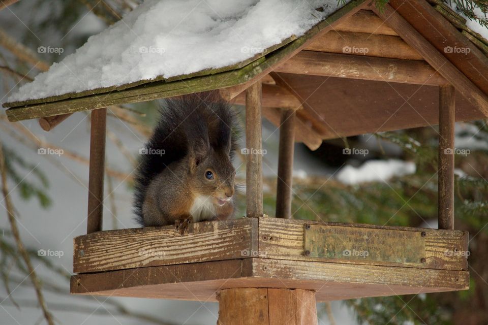 Squirrel in the tree house