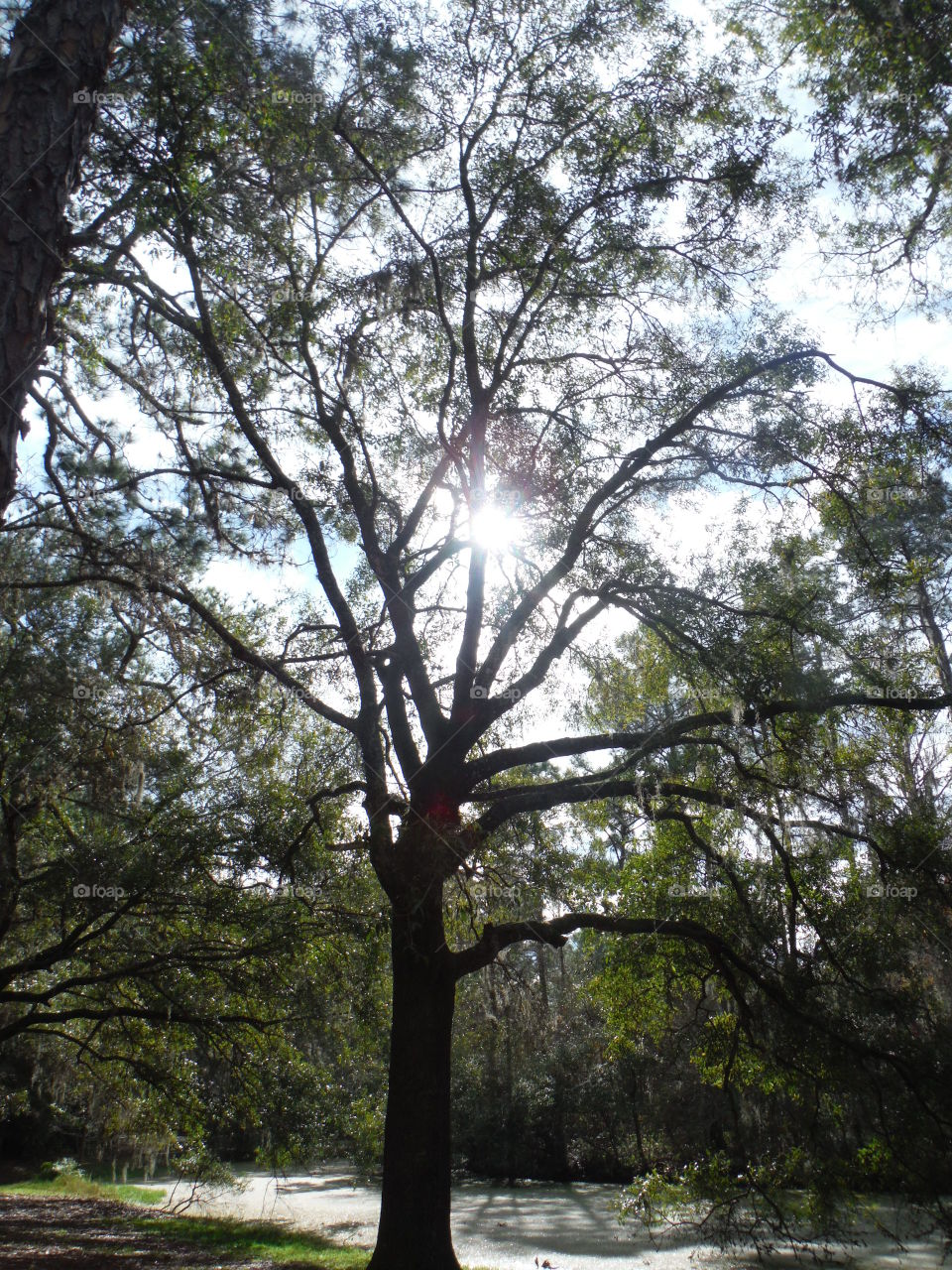 outstretched limbs to the sun