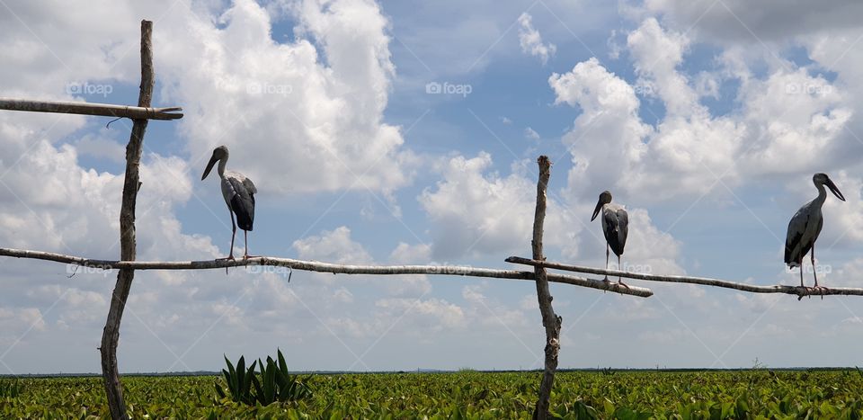 Egret At Thalay Noi Waterfowl Park In Phatthalung Thailand.