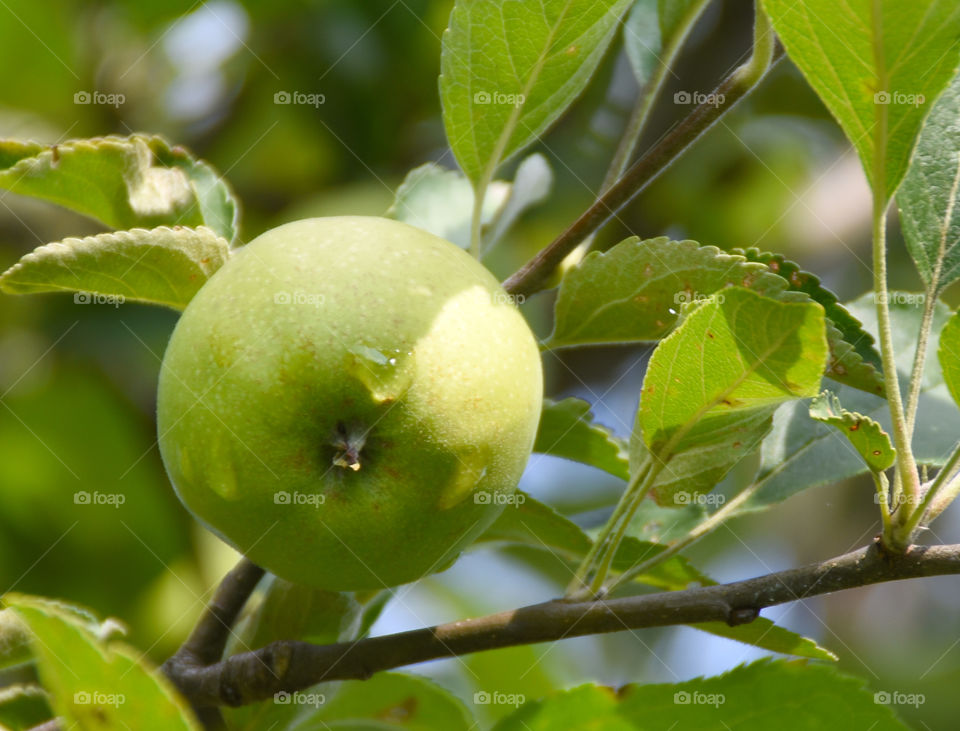 Fruits, green apple on tree
