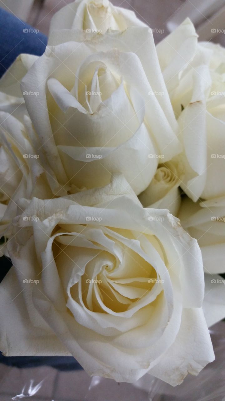 Purity

Something about white roses. I love them. they are so elegant and seemingly shy
