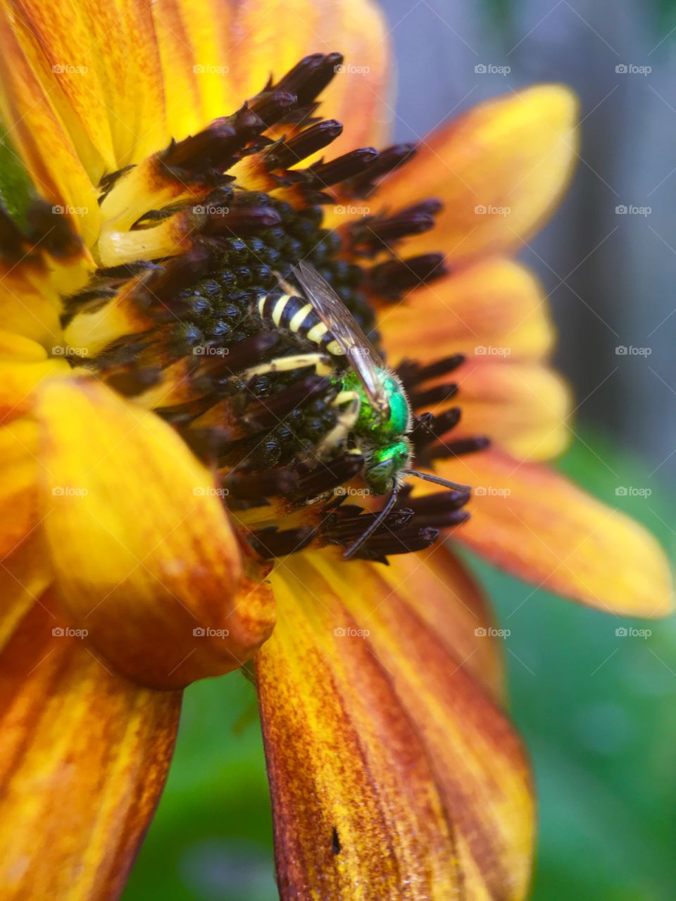 Bee looking for pollen