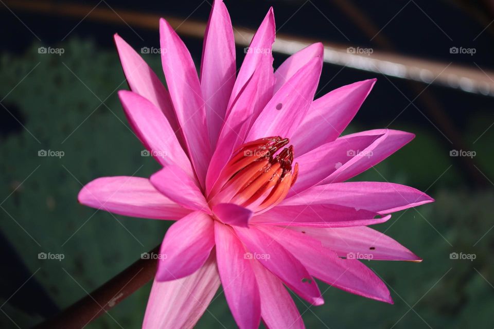 Close up view of a pink blooming lotus in a pond. With the sun shines on it