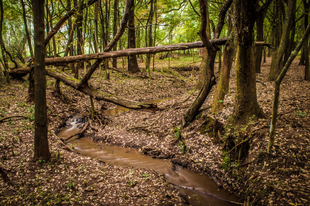 stream running through the woods with fallen tree