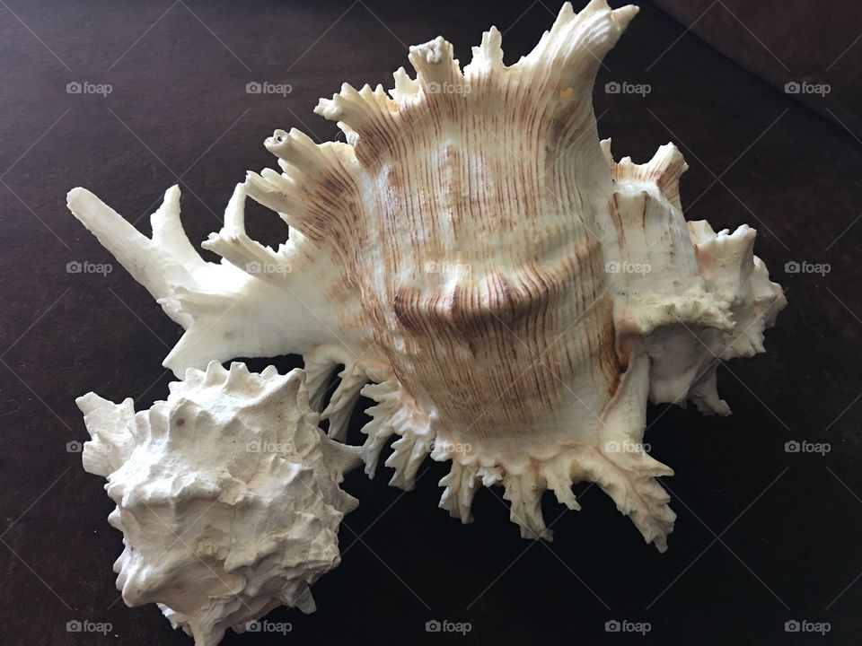 Decorative Murex shells