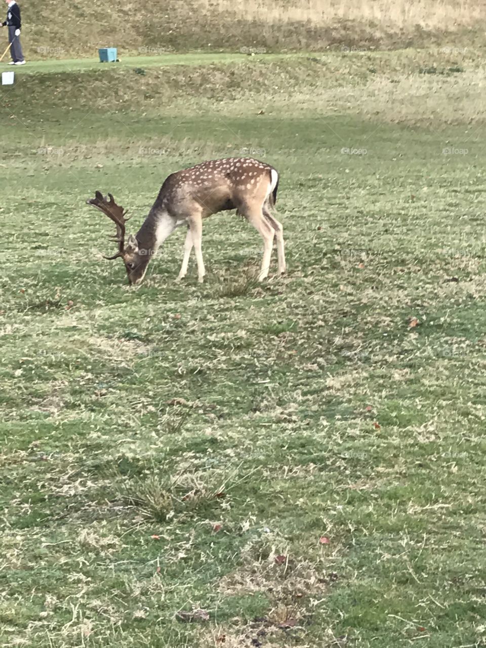 Stag eating grass
