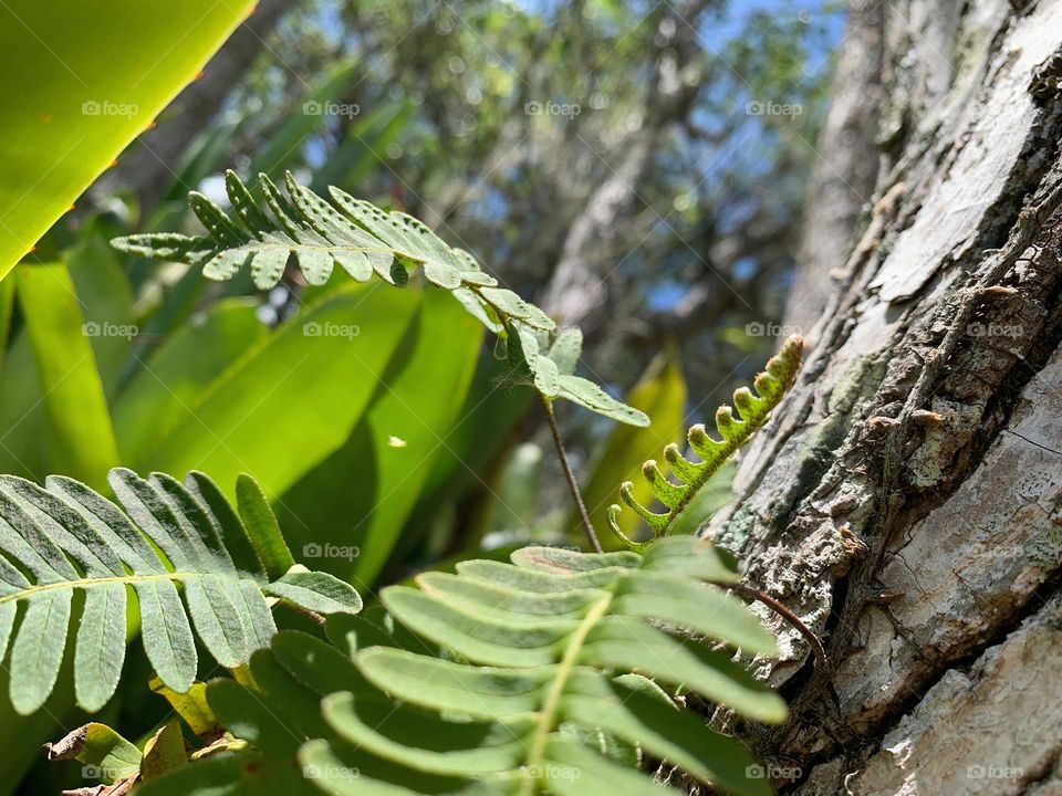 Resurrection Fern Growth Through Spring Season On A Southeastern Live Oak Tree. 