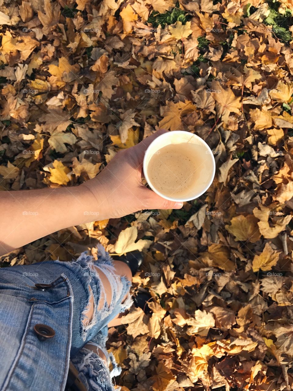 Fall, Leaf, Wood, Nature, Outdoors