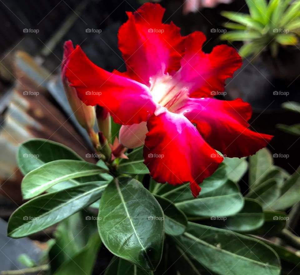 "Flower"..
#Tidore...
#North Maluku....