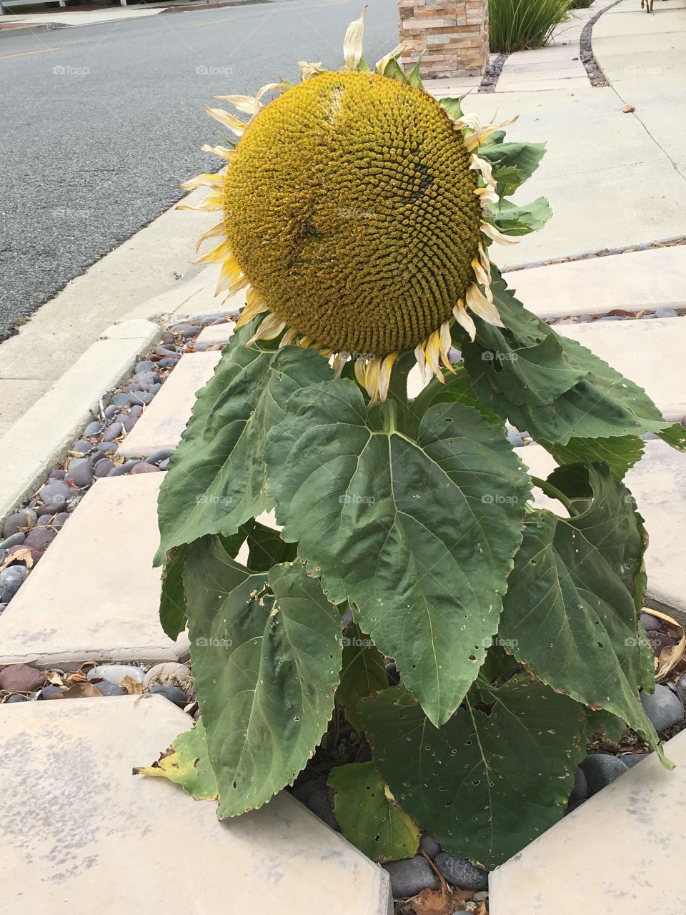 Sunflower in the city