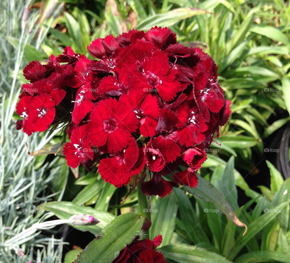 Tall red flower