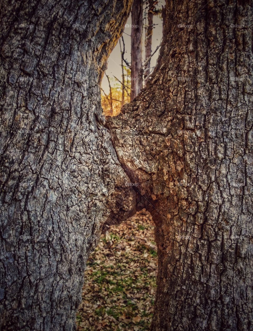 Kissing Trees