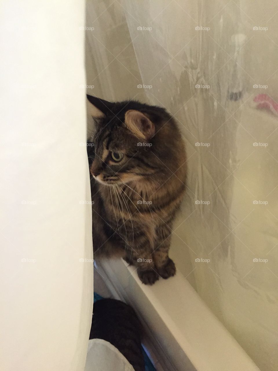 Unable to shower alone. He waits patiently. Maine Coons love the water. 