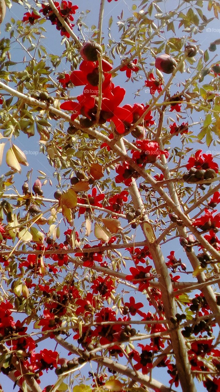 Tree with exotic tropical red flowers