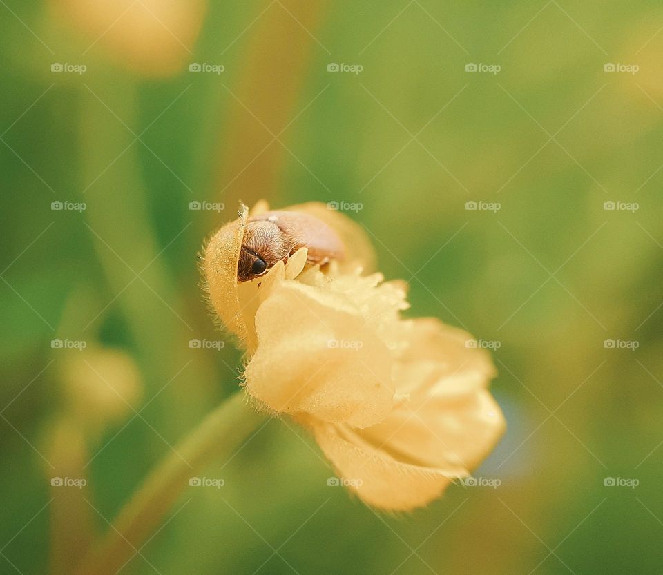 A brown beetle peeps from a flower for a person