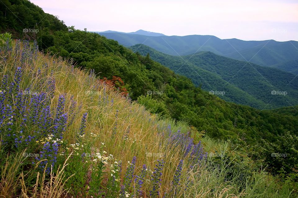 Blue Ridge Mountains Wildflowers