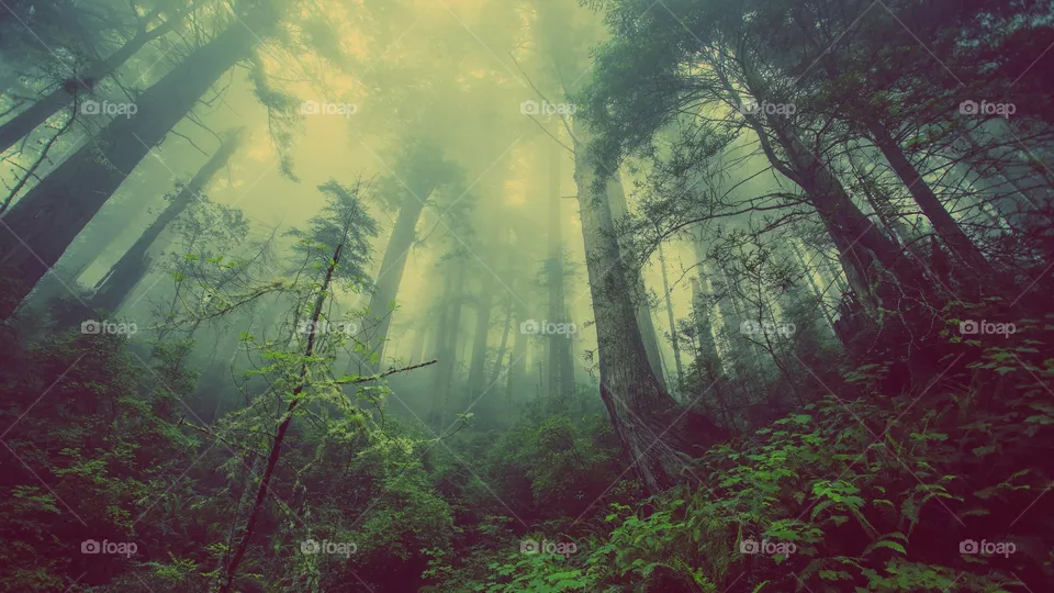 nature, forest photo