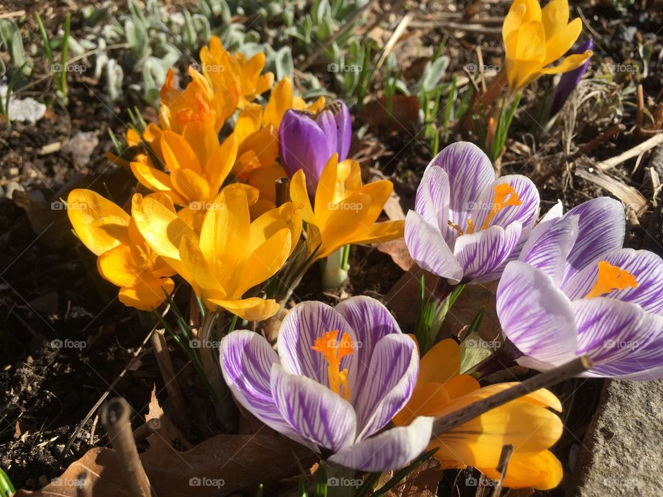 Lovely spring flower