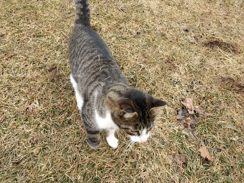 Animal, Cat, Cute, Domestic, Pet