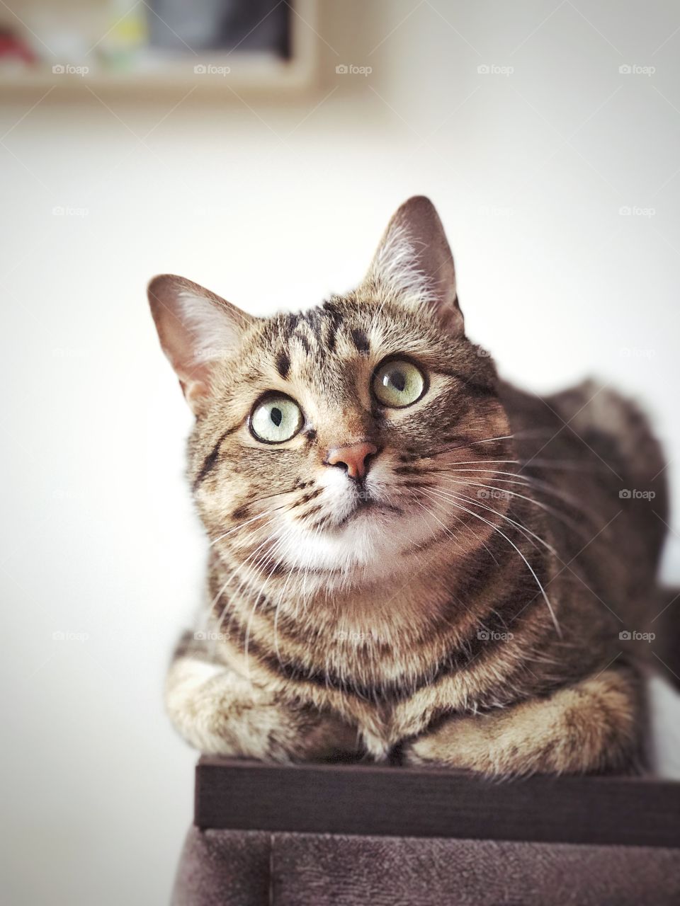 Cute cat sitting on sofa