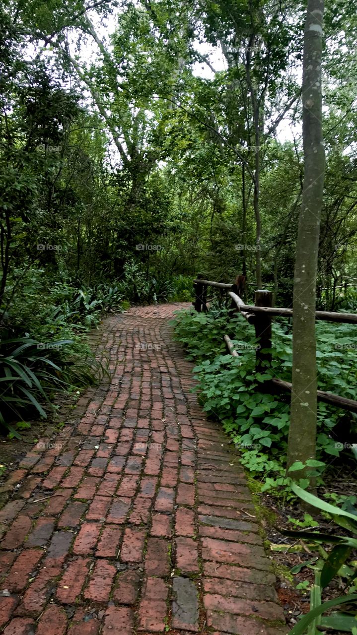 Old world pathway through lush woodland in South Africa