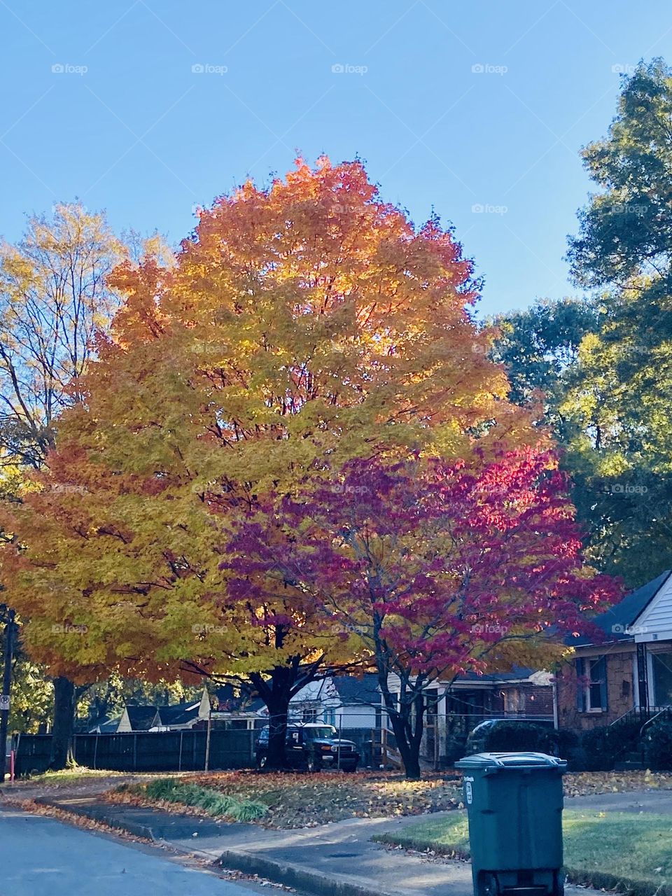 Memphis Tennessee Fall Tree
