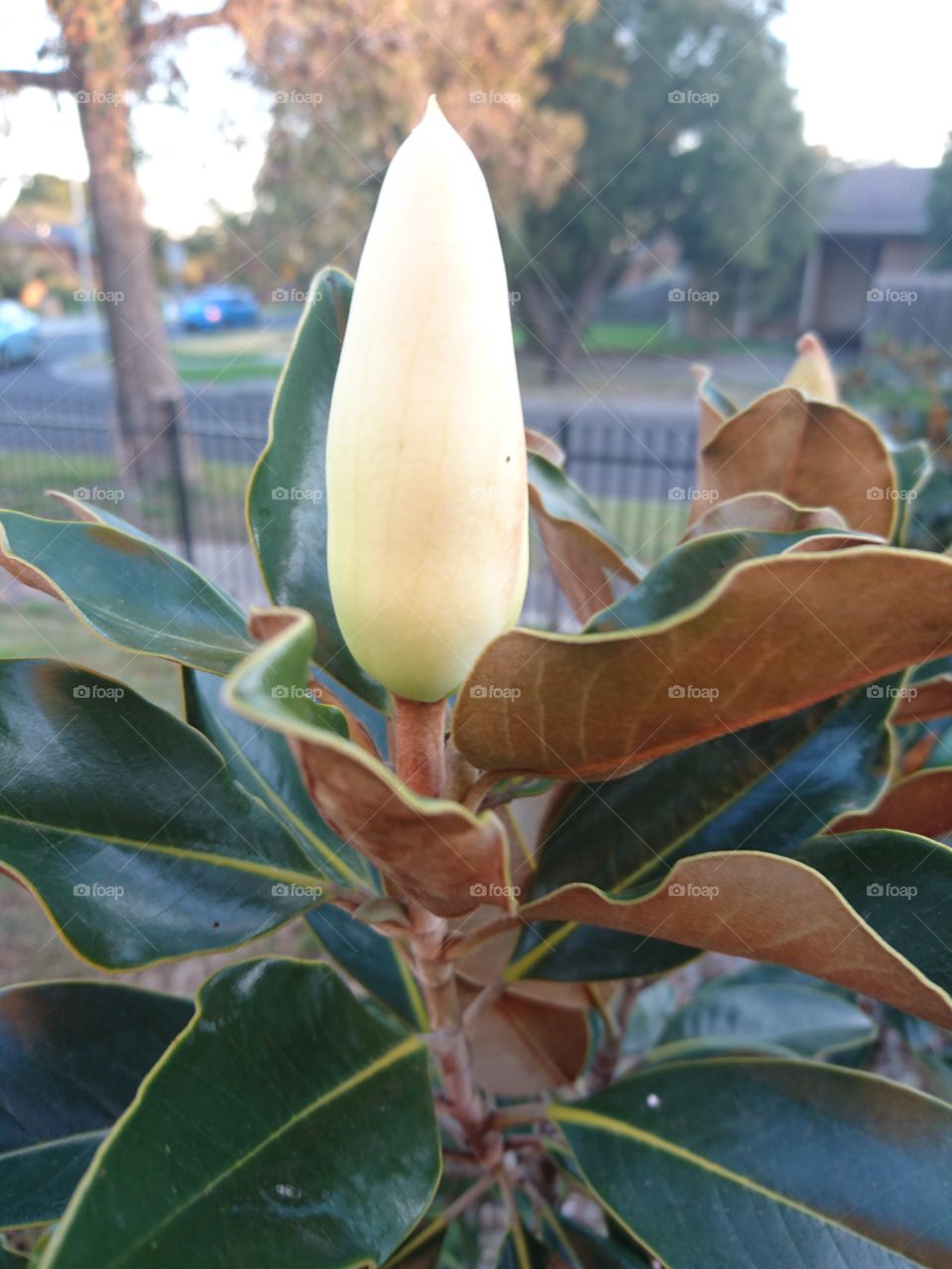 Camellia's bud Melbourne