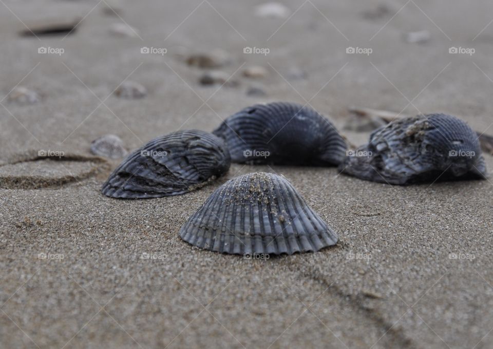 Black shells on sand