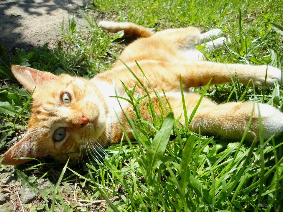 Grass, Cat, Nature, Animal, Cute