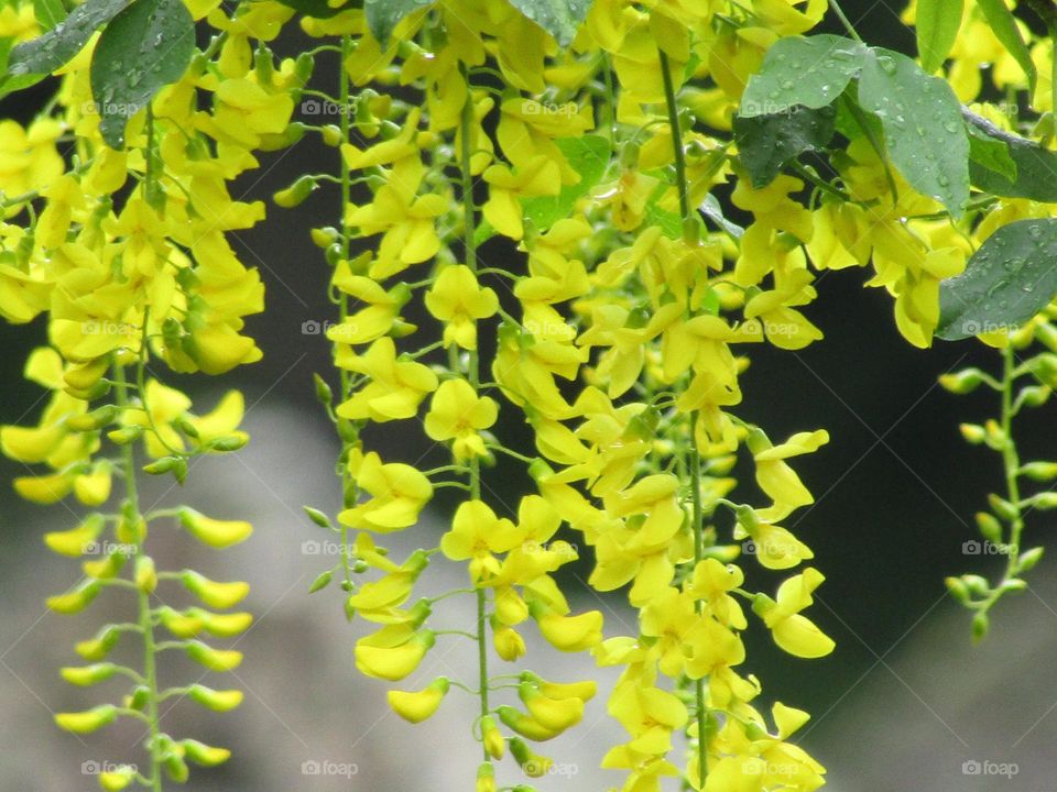 Golden chain tree (laburnum)