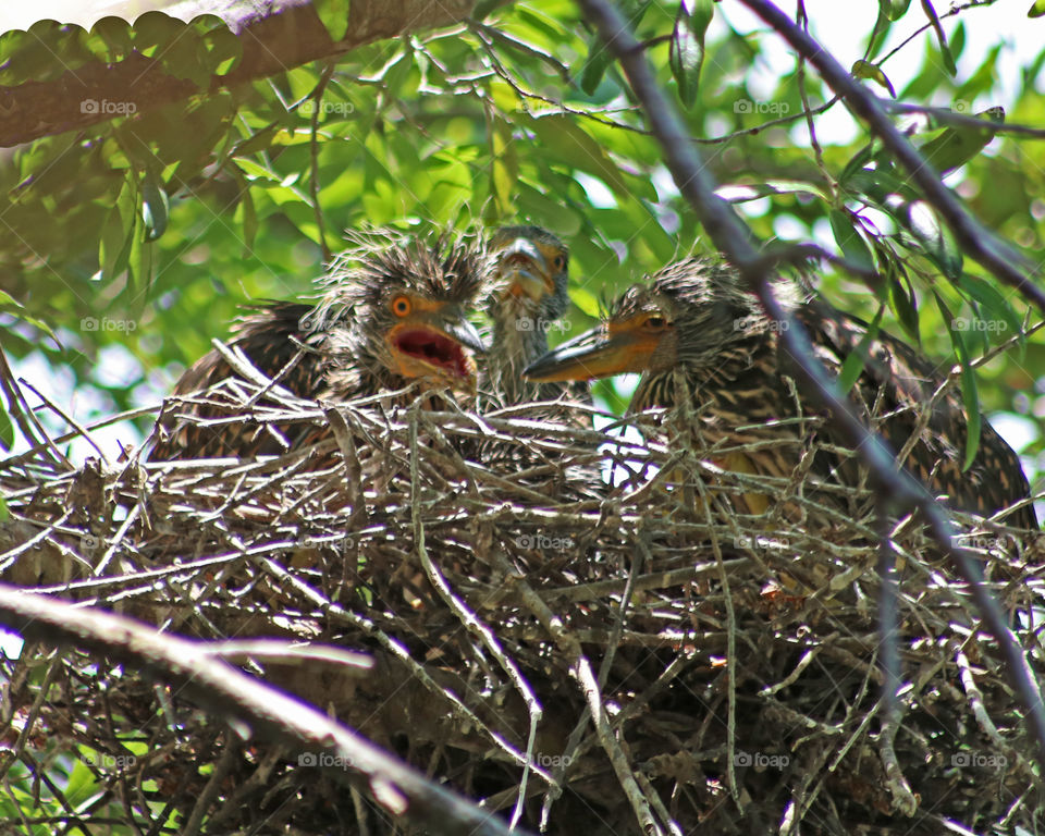 Blavk capped night heron babies in nest
